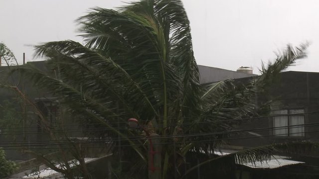 Strong Hurricane Winds Blow Palm Tree Close Up - Megi