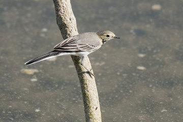 The white washer bird perched on a branch