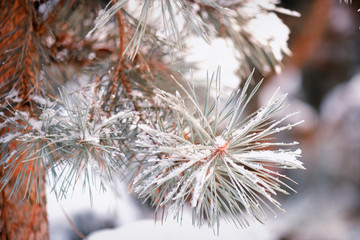 Green needles covered with snow on sunny winter day in the forest. Pine branch in the snow close-up.