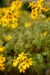 Obraz premium Detail of yellow flowers with unfocused background in the botanical garden of Madrid, Spain, Europe. In vertical