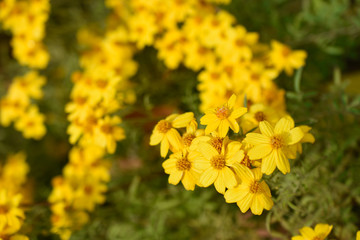 Close-up detail of yellow flowers with unfocused background in the botanical garden of Madrid, Spain, Europe. Horizontal