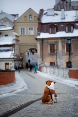 two dogs cuddle on the bridge. They look at the old city of Lublin. Winter mood