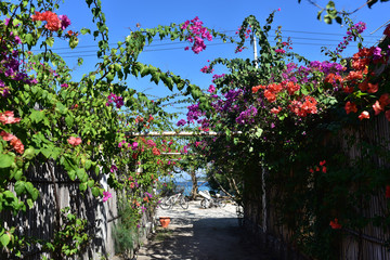 Colorful summer flowers along the street in Lembongan Island, Indonesia