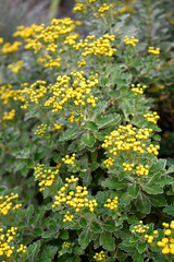 Detail of bush of yellow flowers with green leaves in the botanical garden of Madrid, Spain, Europe. In vertical