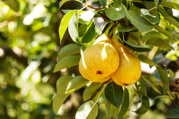 Organic pears on a tree branch in the sun