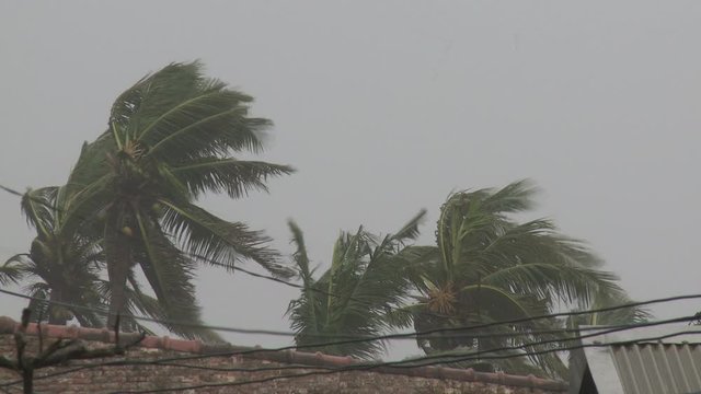 Strong Hurricane Winds Hit Palm Trees - MEgi
