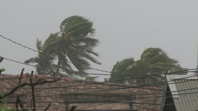 Palm Trees Sway And Thrash In Hurricane Eyewall - Megi