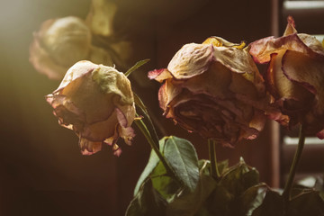 Withered rose flowers.
