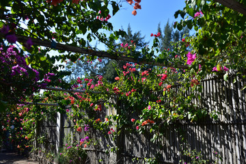 Colorful summer flowers along the street in Lembongan Island, Indonesia