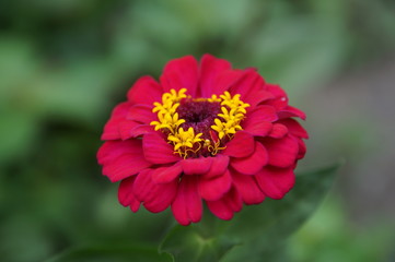 Bright Zinnia Macro, on a green background