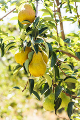 Fresh pears growing on a tree branch