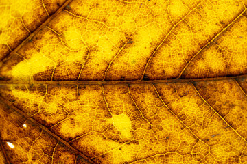 Foliage background. Leaf tropic pattern. Abstract texture. Natur