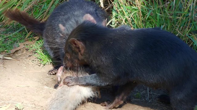 Tasmanian Devils (Sarcophilus harrisii),  carnivorous marsupials of the family Dasyuridae, feeding on the carcass of a wallaby.
