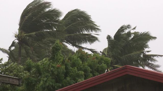Strong Hurricane Winds Lash Palm Trees - Megi