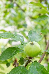 The fruits of apples hang and ripen on the tree in summer