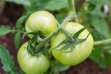 Green tomatoes hang in a bunch and ripen in a greenhouse