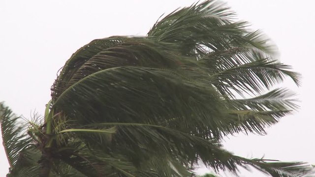Hurricane Eyewall Wind Thrashes Palm Trees - Megi