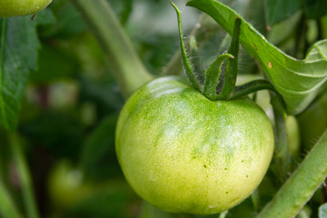 Green tomatoes hang in a bunch and ripen in a greenhouse