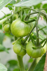Green tomatoes hang in a bunch and ripen in a greenhouse