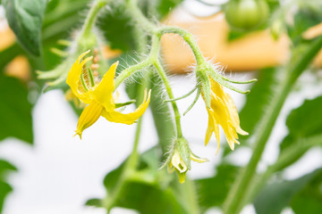 The yellow flower of the future tomato blooms in the greenhouse