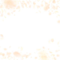 Yellow orange flower petals falling down. Rare rom