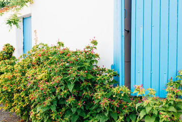 des volets bleus à oléron et un arbuste en fleurs