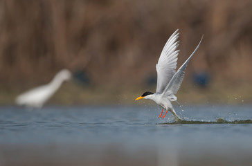 River tern fishing in pond