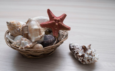 shells and starfish in a basket
