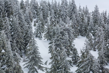 Fototapeta premium Winter forest