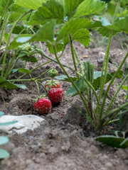 strawberry bush