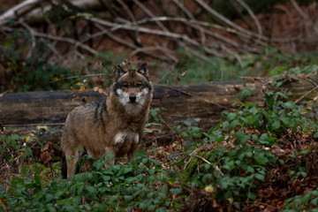 Wolf is standing in Bayerischer Wald National Park, Germany