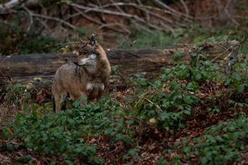 Wolf is standing in Bayerischer Wald National Park, Germany