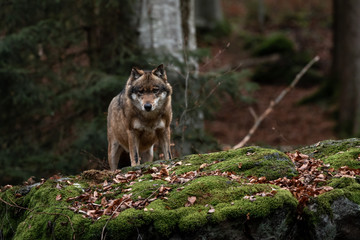 Wolf is standing in Bayerischer Wald National Park, Germany