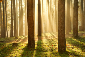 Morning sun in the forest