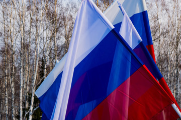 The national flag of Russia on the background of sky and birch trunks, close-up