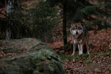 Obraz premium Wolf is standing in Bayerischer Wald National Park, Germany