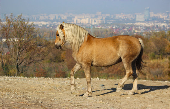 a beautiful horse dancing against the backdrop of a millionth city and sky, a yellow stallion with a white mane piaffe, strength and power embodied in a horse, a classical riding school in freedom