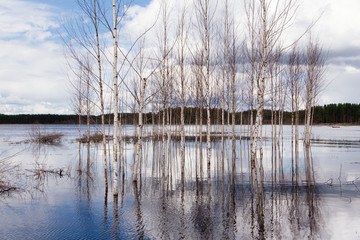 Trees are growing in water