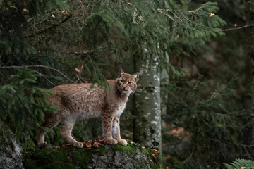 Papier Peint photo autocollant Lynx Lynx sur le rocher dans le parc national de Bayerischer Wald, Allemagne