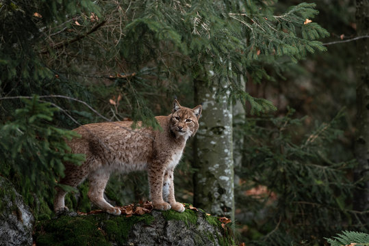 Lynx on the rock in Bayerischer Wald National Park, Germany