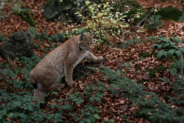 Obraz premium Lynx on the rock in Bayerischer Wald National Park, Germany