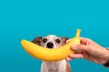 Crop hand holding bright banana in front small dog with brown and white fur looking at camera on...