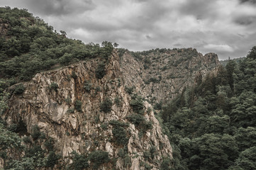 Naklejka premium Ghostly Forest in harz mountains