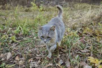 Naklejka na ściany i meble An old gray cat walks on the autumn grass. Old cat