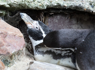 Humboldt penguin resting