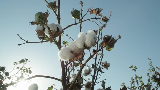 Beautiful cotton bushes are ready to harvest on the background of the sun , Cotton field plantation
