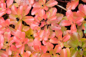 Herbstlaub Bodendecker