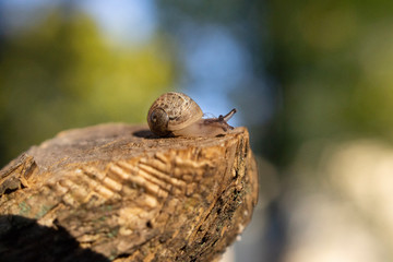 Macrophotography of a Snail on wood