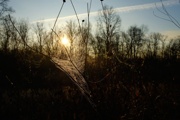 Cobwebs on dry grass in autumn at dawn. cobwebs on the grass