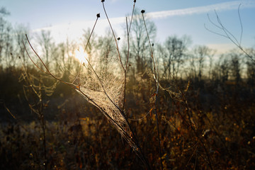Cobwebs on dry grass in autumn at dawn. cobwebs on the grass